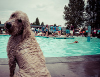 Dog Daze | Stapleton MCA
