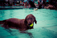 Dog Daze | Stapleton MCA