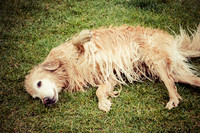 Dog Daze | Stapleton MCA
