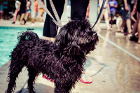 Dog Daze | Stapleton MCA