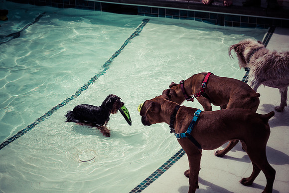 Dog Daze | Stapleton MCA