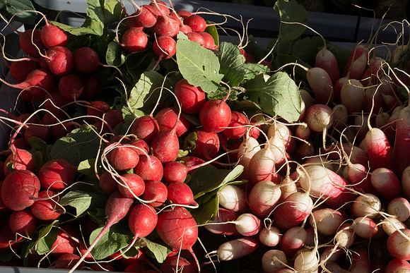 Farmer's Market-Pumpkin Patch