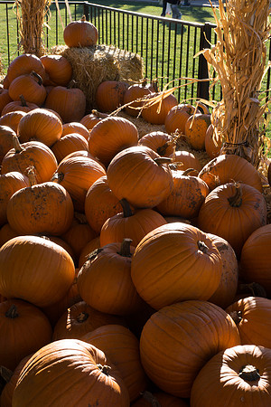 Farmer's Market-Pumpkin Patch
