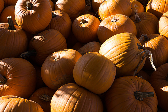 Farmer's Market-Pumpkin Patch