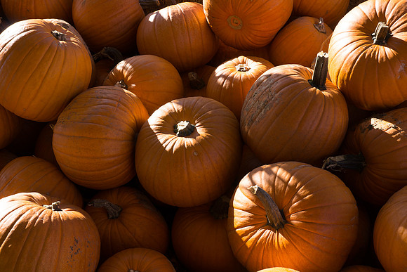 Farmer's Market-Pumpkin Patch