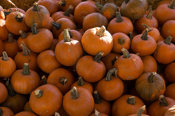 Farmer's Market-Pumpkin Patch