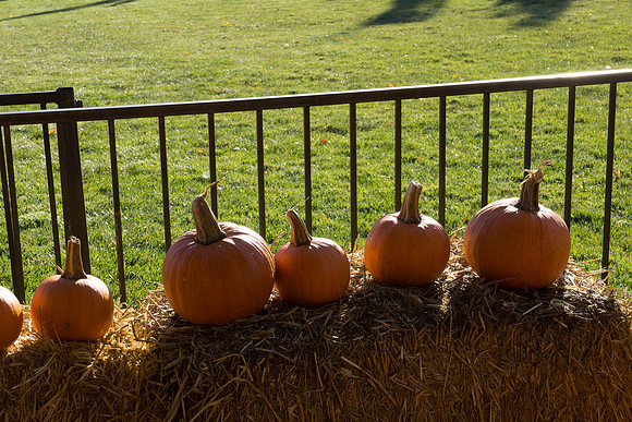 Farmer's Market-Pumpkin Patch