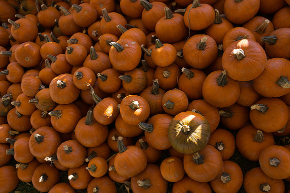Farmer's Market-Pumpkin Patch