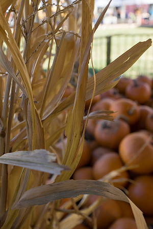 Farmer's Market-Pumpkin Patch