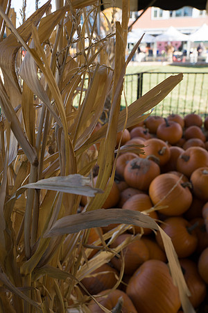 Farmer's Market-Pumpkin Patch