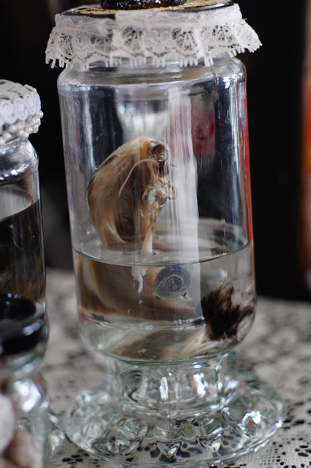 Denver Punk Rock Flea Market's ODDITIES & CURIOSITIES EXPO