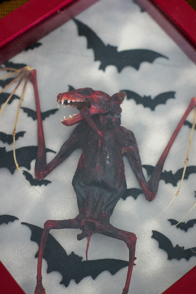 Denver Punk Rock Flea Market's ODDITIES & CURIOSITIES EXPO