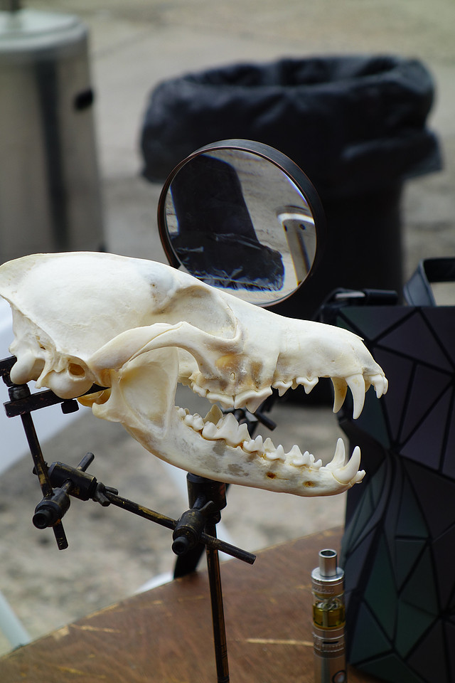 Denver Punk Rock Flea Market's ODDITIES & CURIOSITIES EXPO