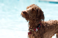 Dog Daze | Stapleton MCA