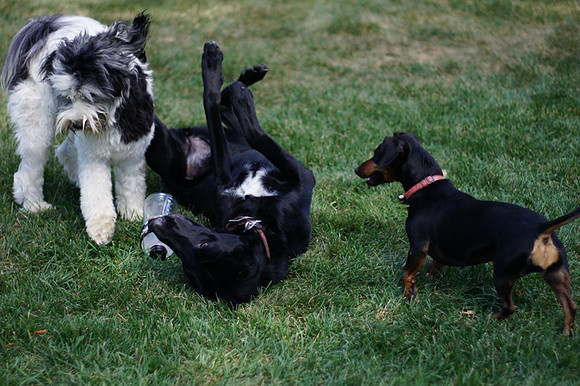 FITZ AND FRIENDS