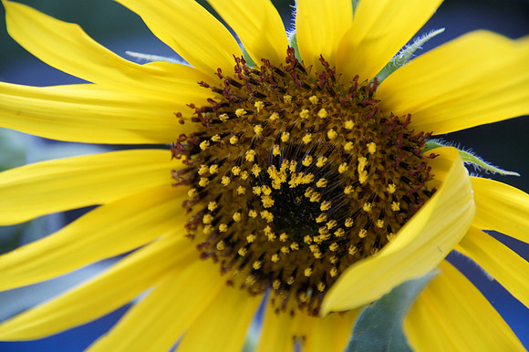 Colorado Professional Photographers