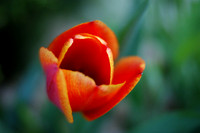 Colorado Professional Photographers